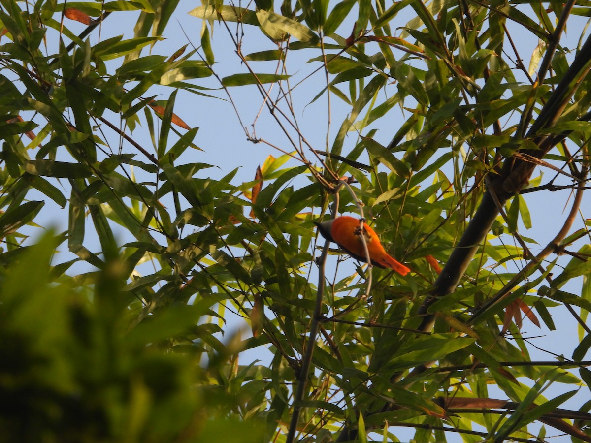 Minivet mandarin - ML646433859