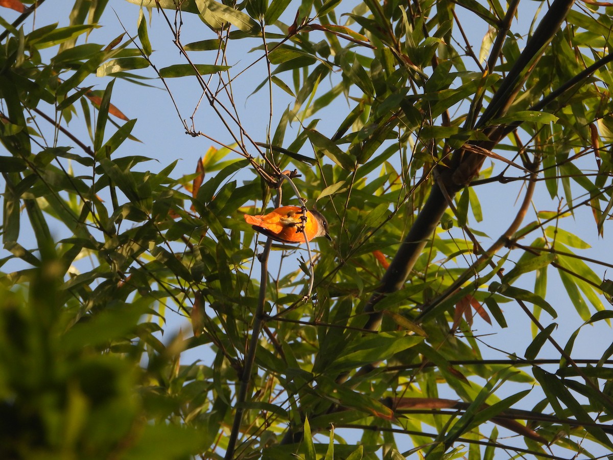 Minivet mandarin - ML646433860