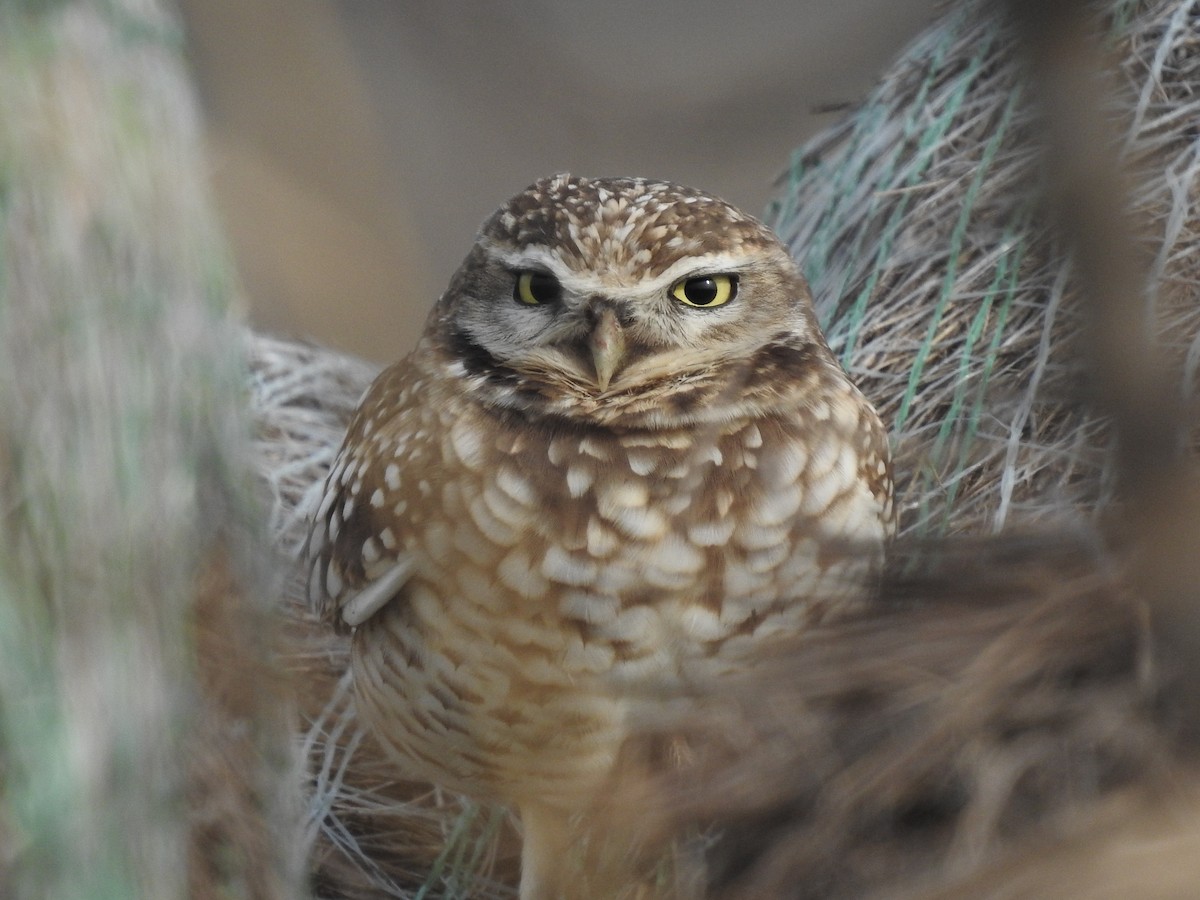 Burrowing Owl - ML646433861