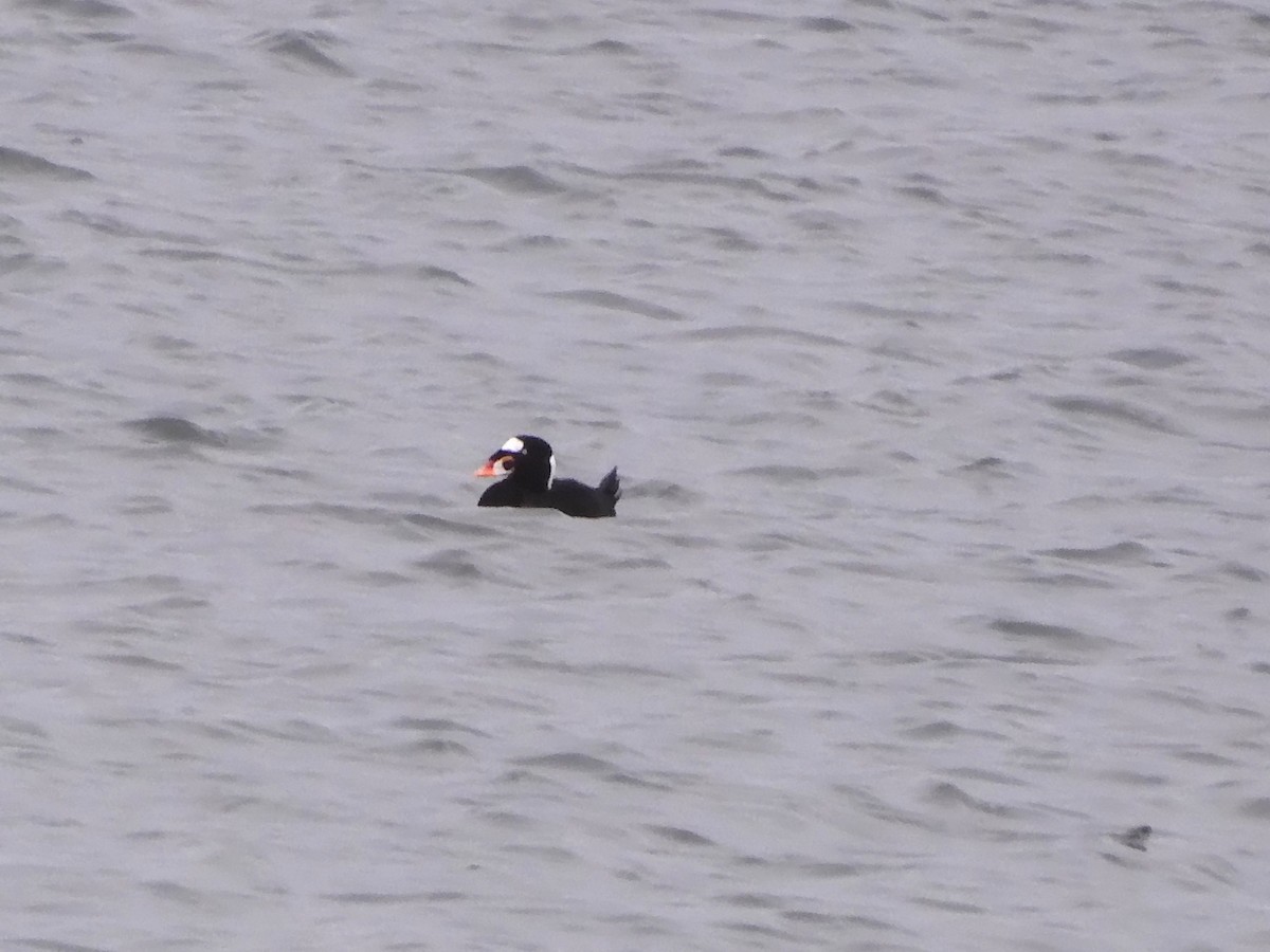 Surf Scoter - ML646433863