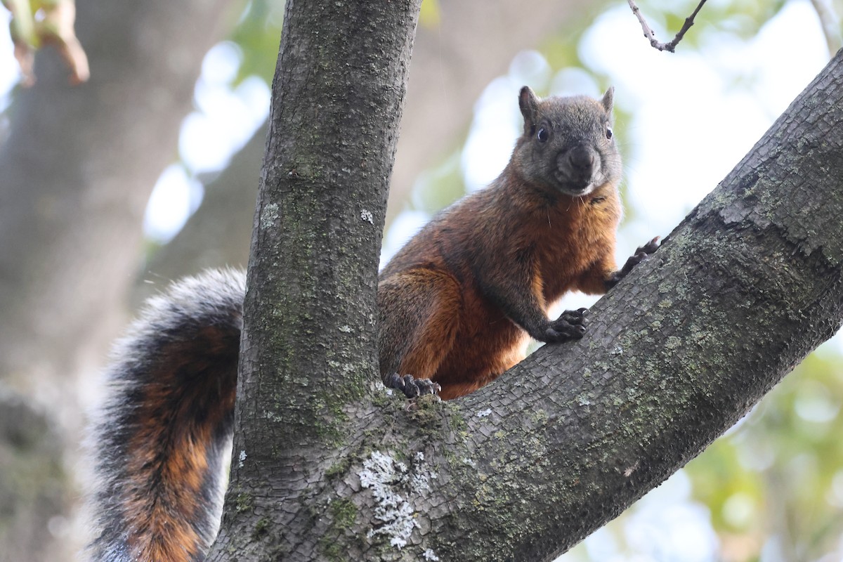 Animals - ML646433864