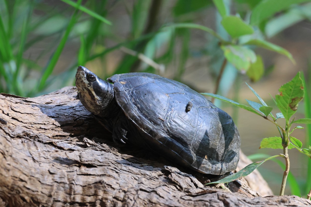 Animals - ML646433865