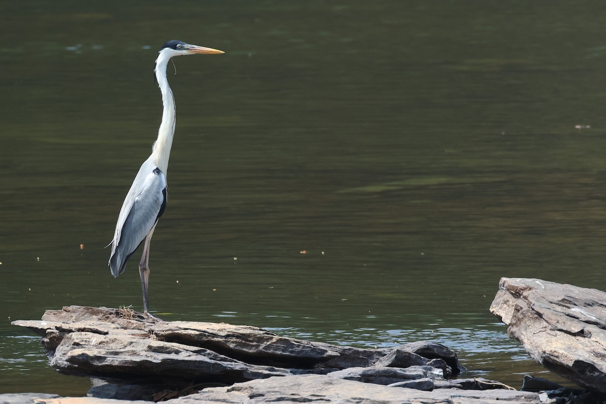 Cocoi Heron - ML646433866