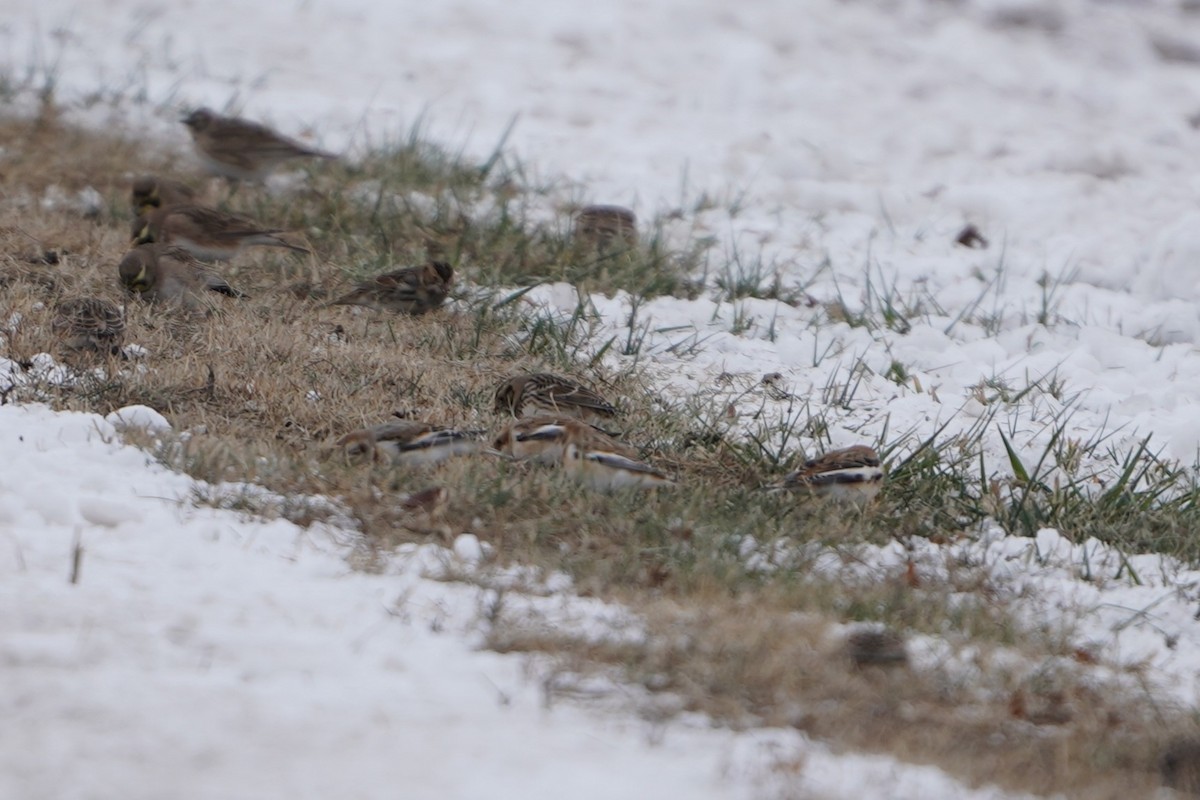 Snow Bunting - ML646433867