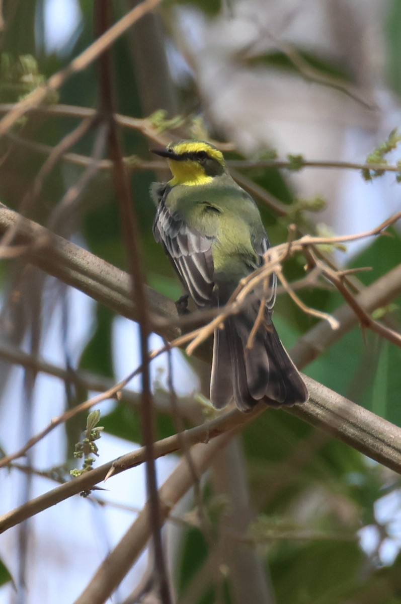 Yellow-browed Tyrant - ML646433871