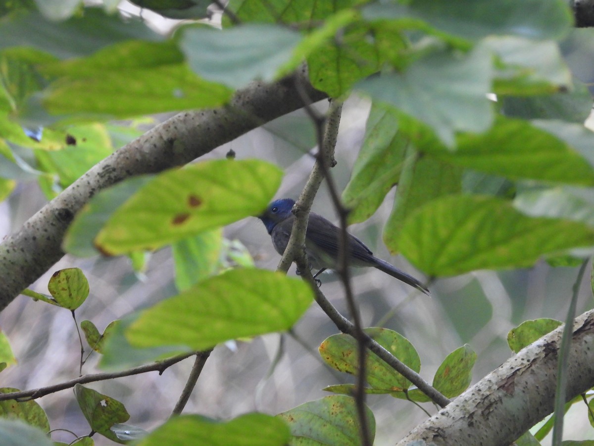 Tchitrec azuré - ML646433872