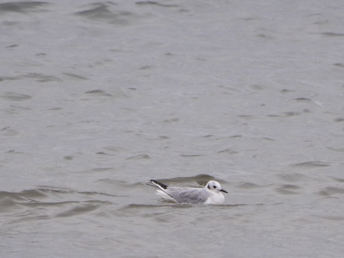 Bonaparte's Gull - ML646433873
