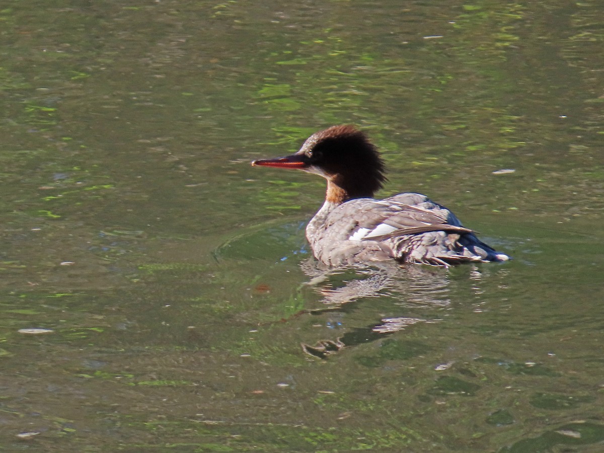 morčák velký - ML646433874