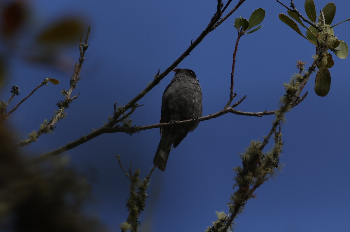 Cotinga à huppe rouge - ML646433875