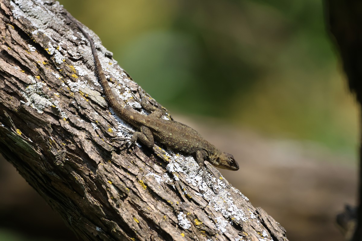 Animals - ML646433877