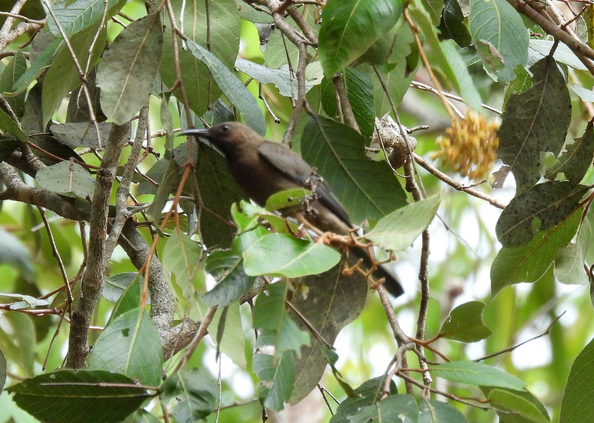 Queensland-Honigfresser - ML646433878