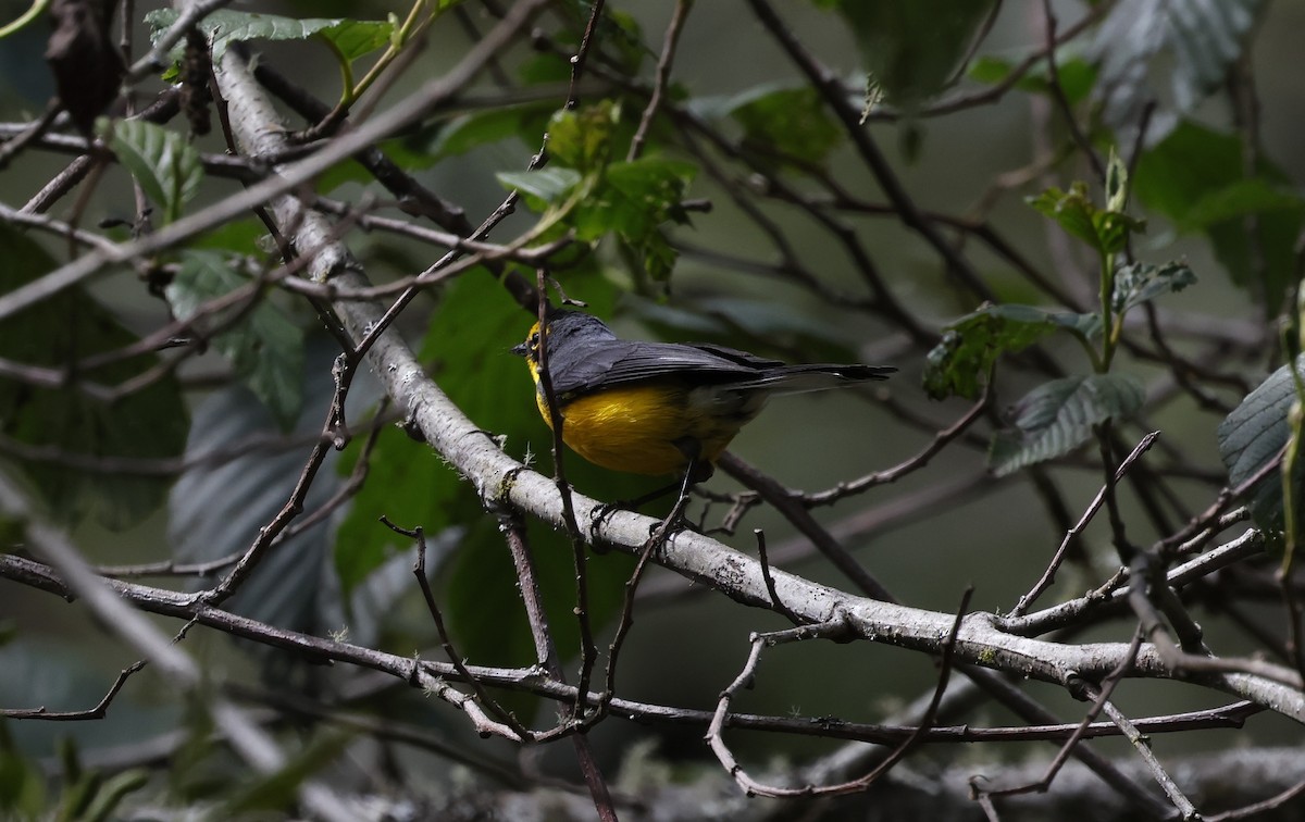 Paruline à lunettes - ML646433879