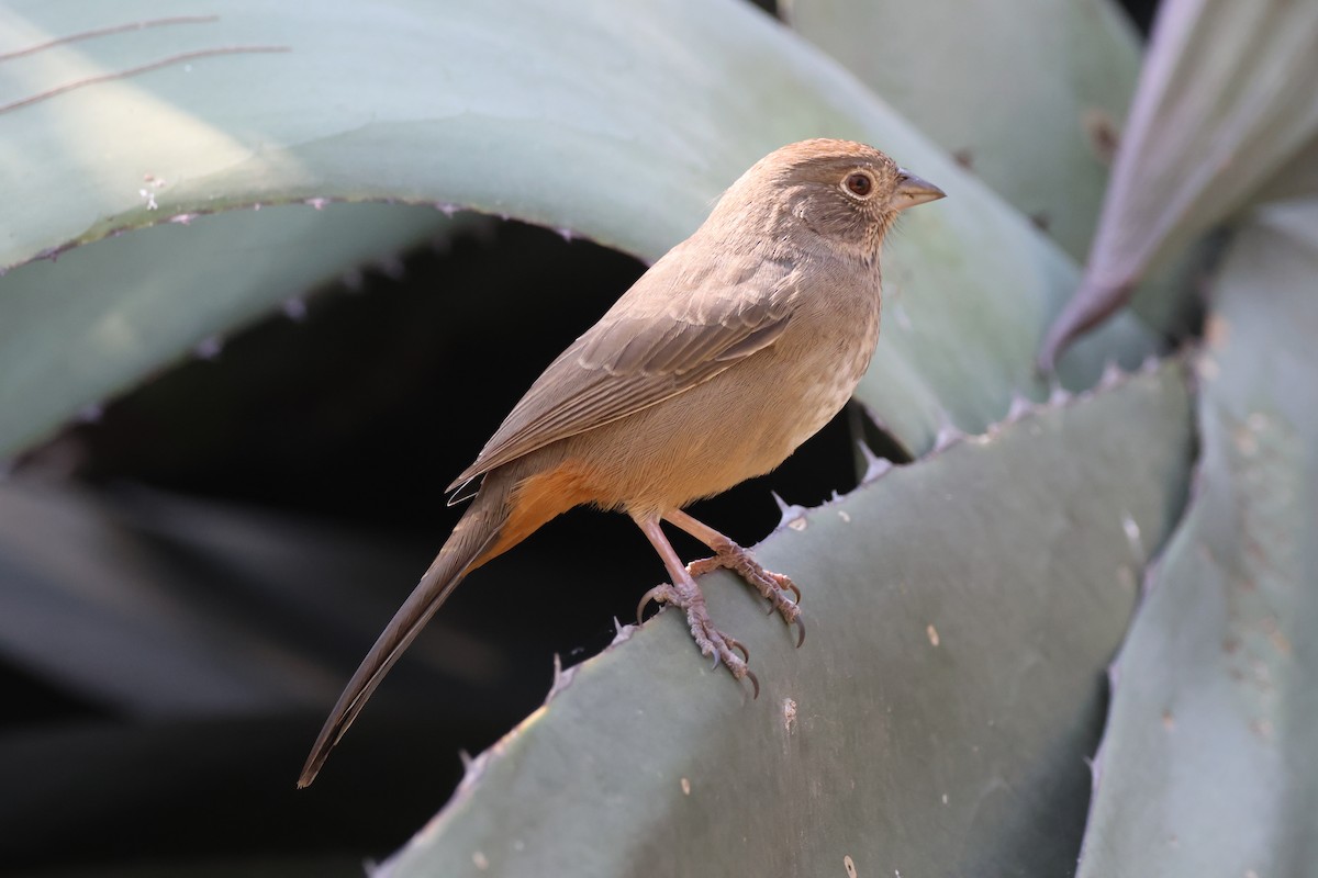 Canyon Towhee - ML646433882