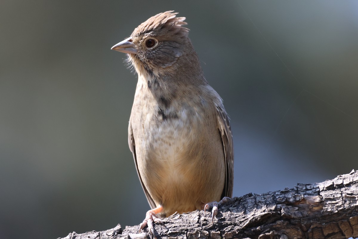 Canyon Towhee - ML646433883