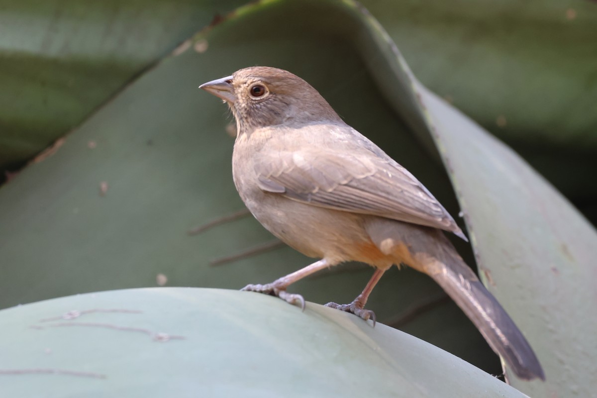 Canyon Towhee - ML646433884