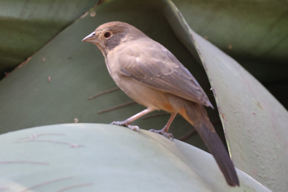 Canyon Towhee - ML646433885