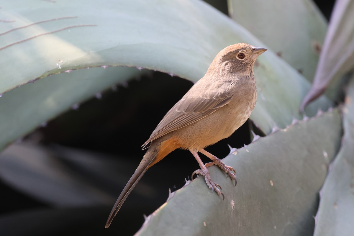 Canyon Towhee - ML646433886