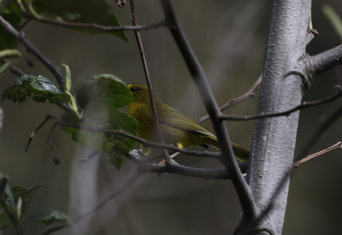 Paruline à cimier noir - ML646433887