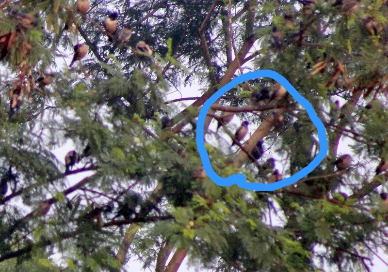 ホシムクドリ - ML646433891