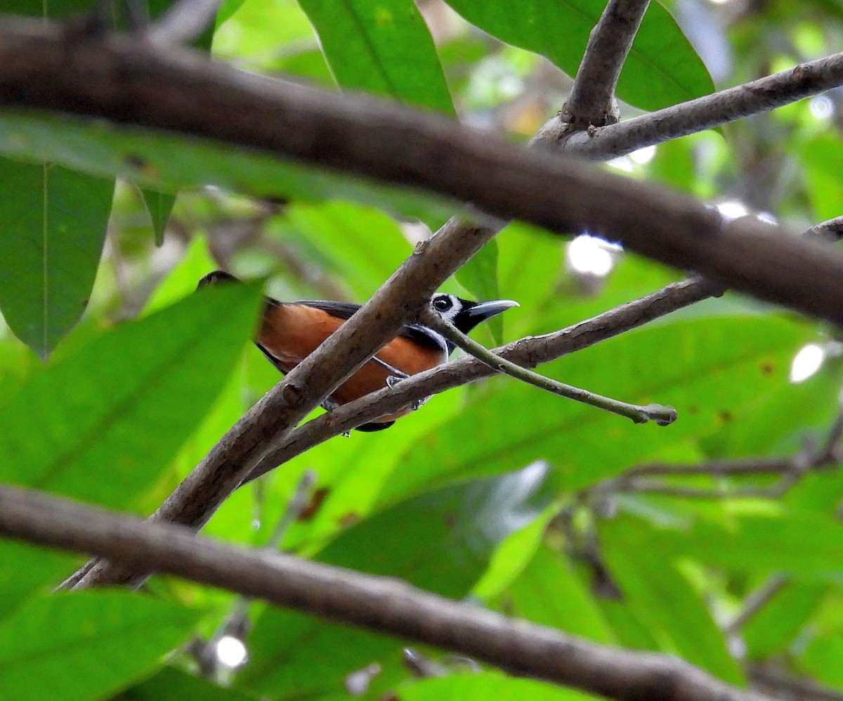 Schwarzflügelmonarch - ML646433892