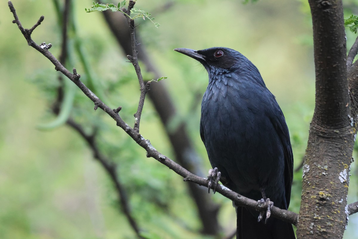 Blue Mockingbird - ML646433896