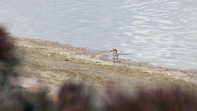 Red-capped Plover - ML646433897