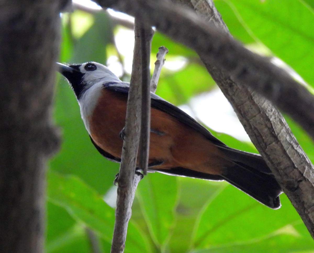 Schwarzflügelmonarch - ML646433900