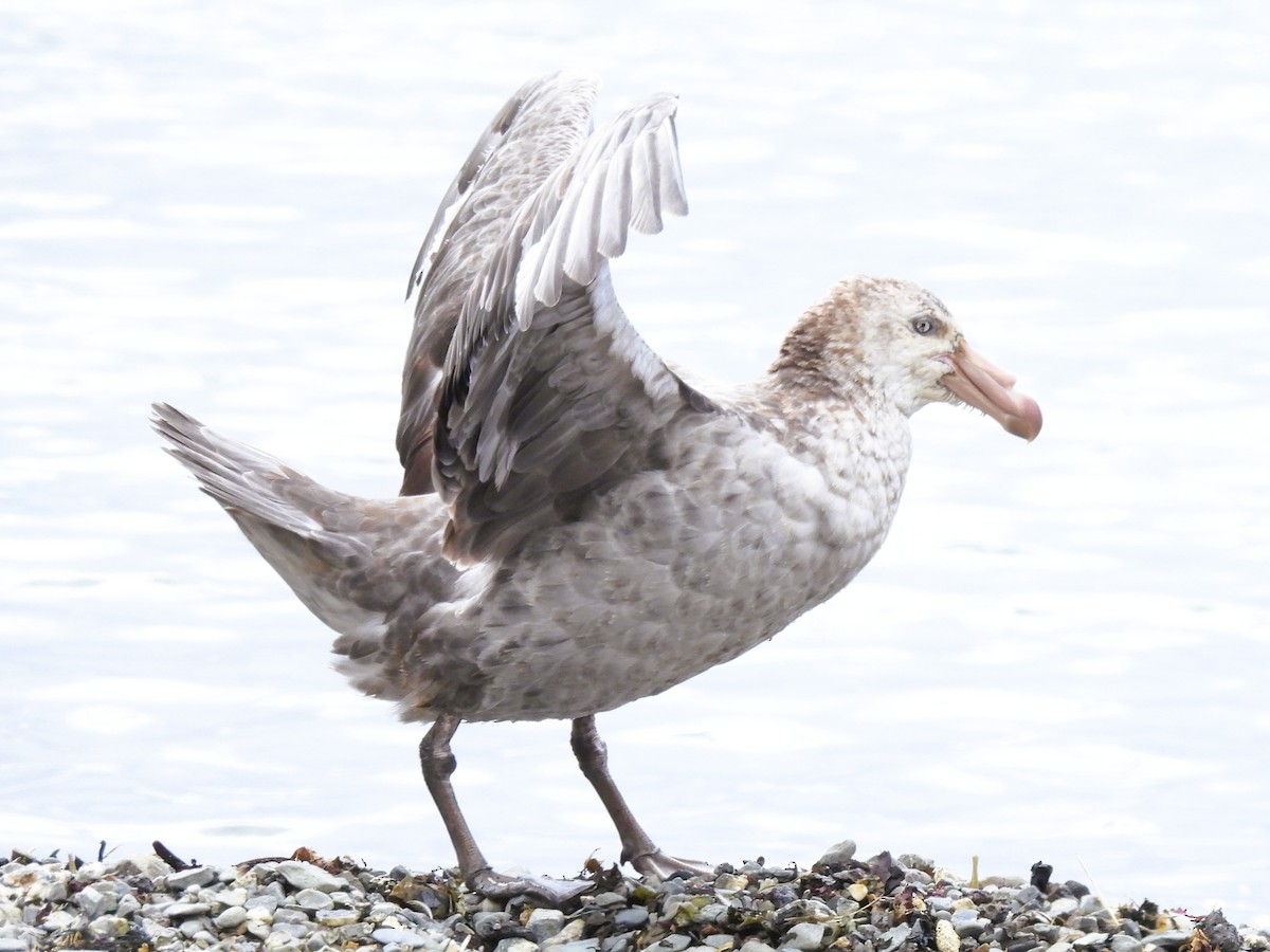 Northern Giant-Petrel - ML646433901