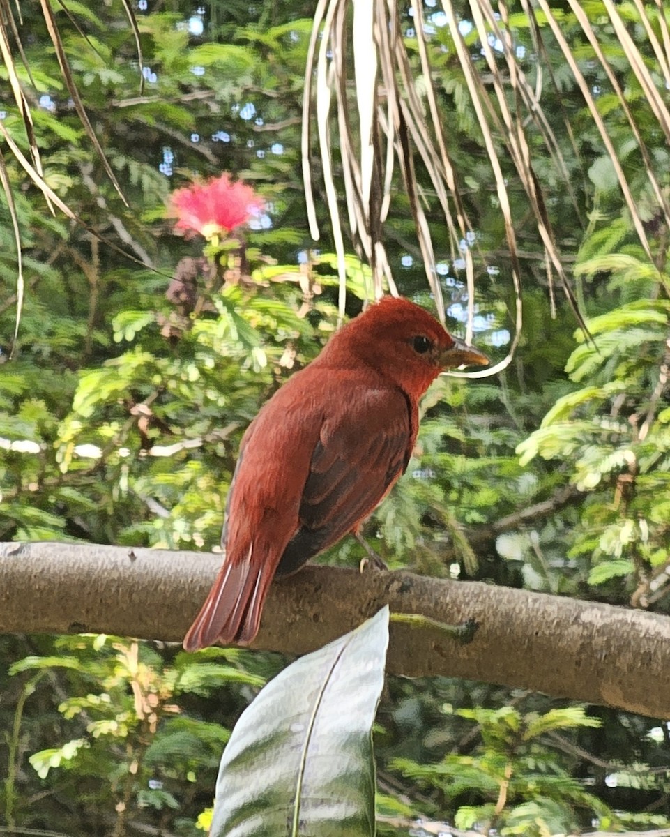 Summer Tanager - ML646433903