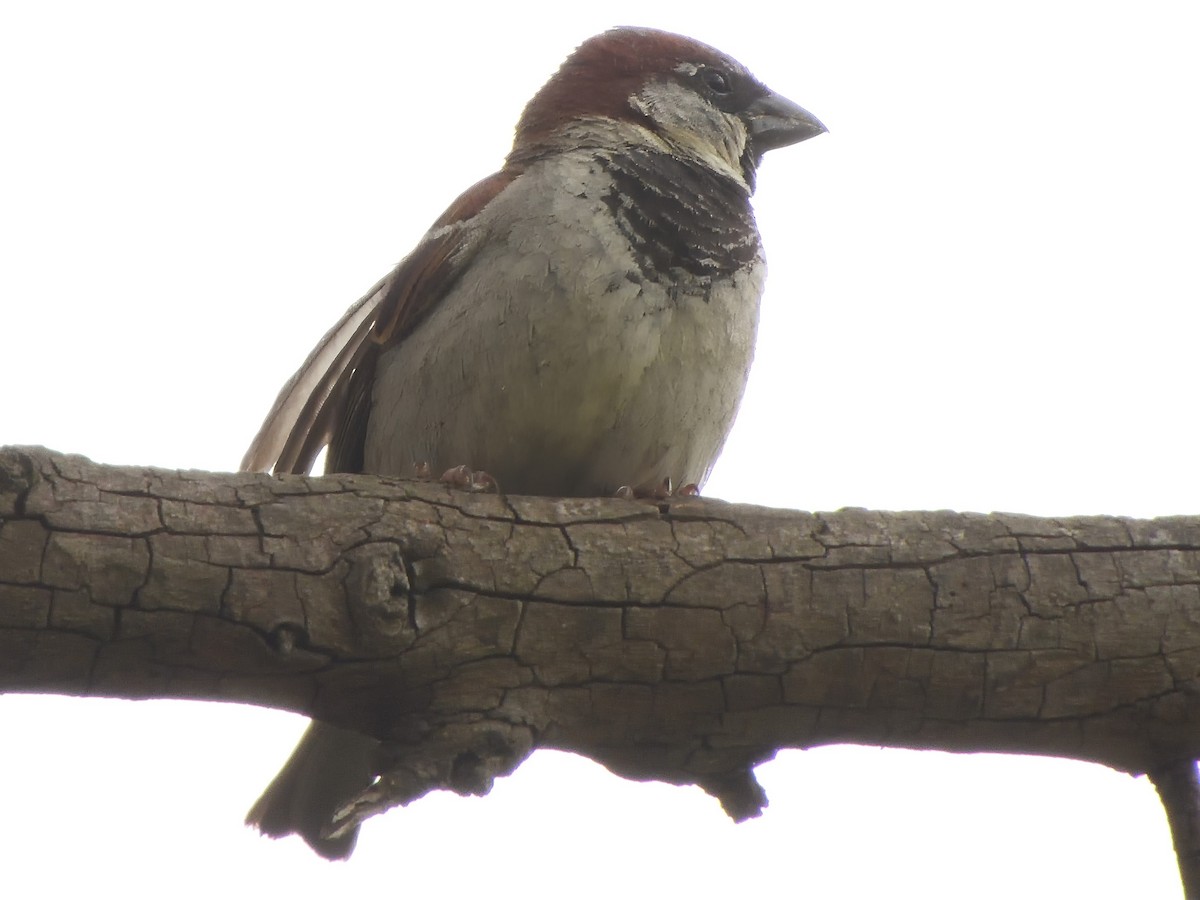 House Sparrow - ML646433904