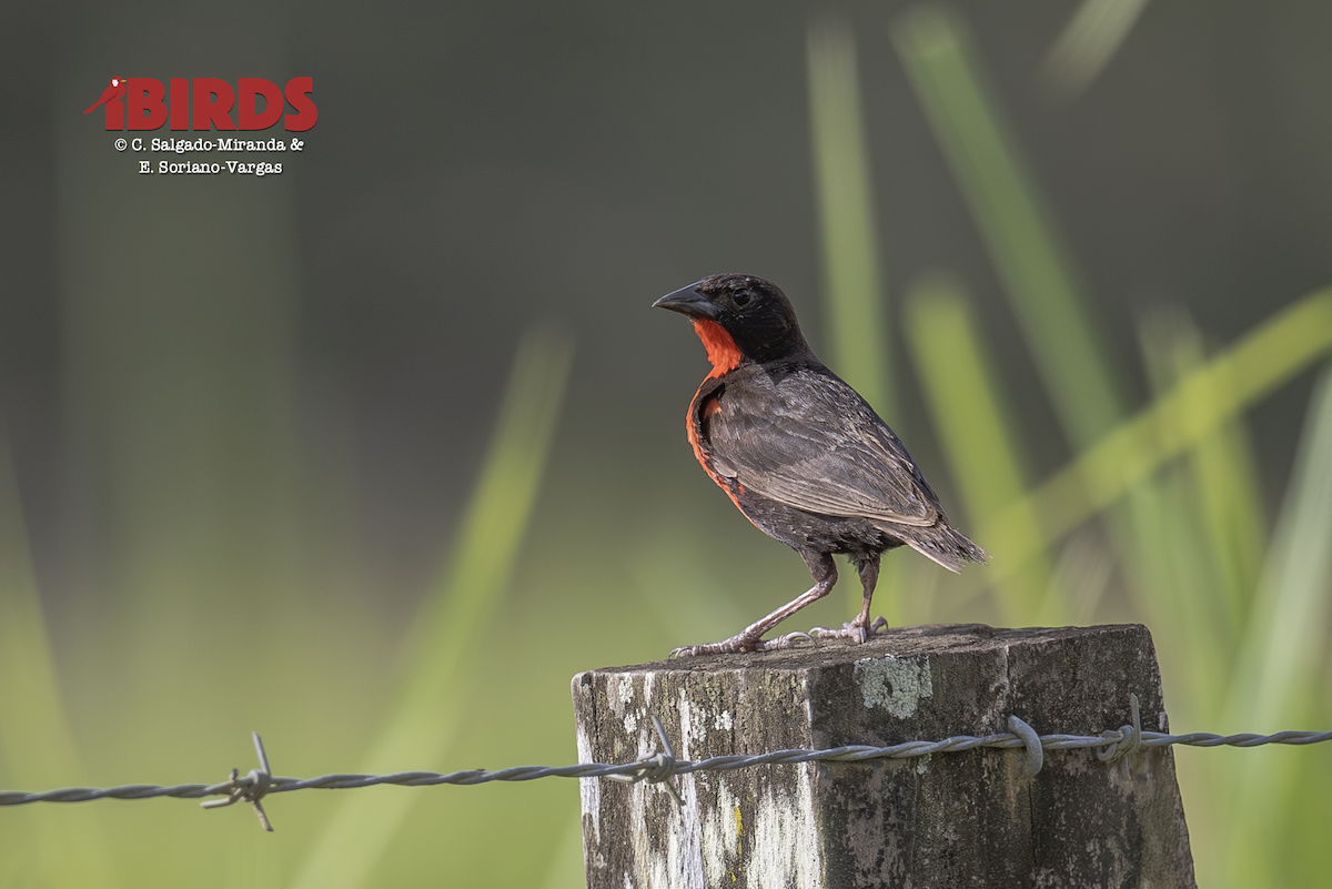 Red-breasted Meadowlark - ML646433905