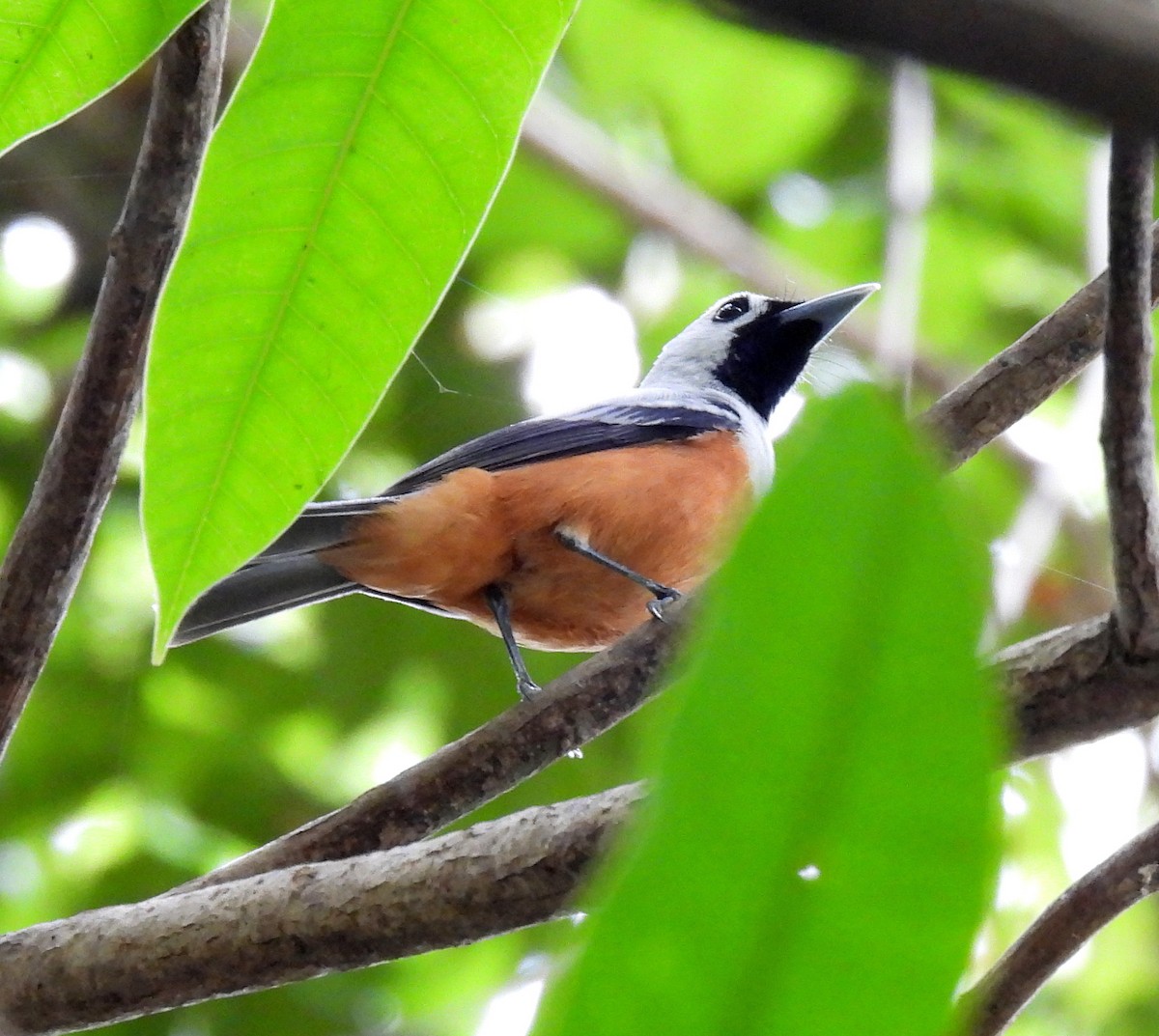 Schwarzflügelmonarch - ML646433908