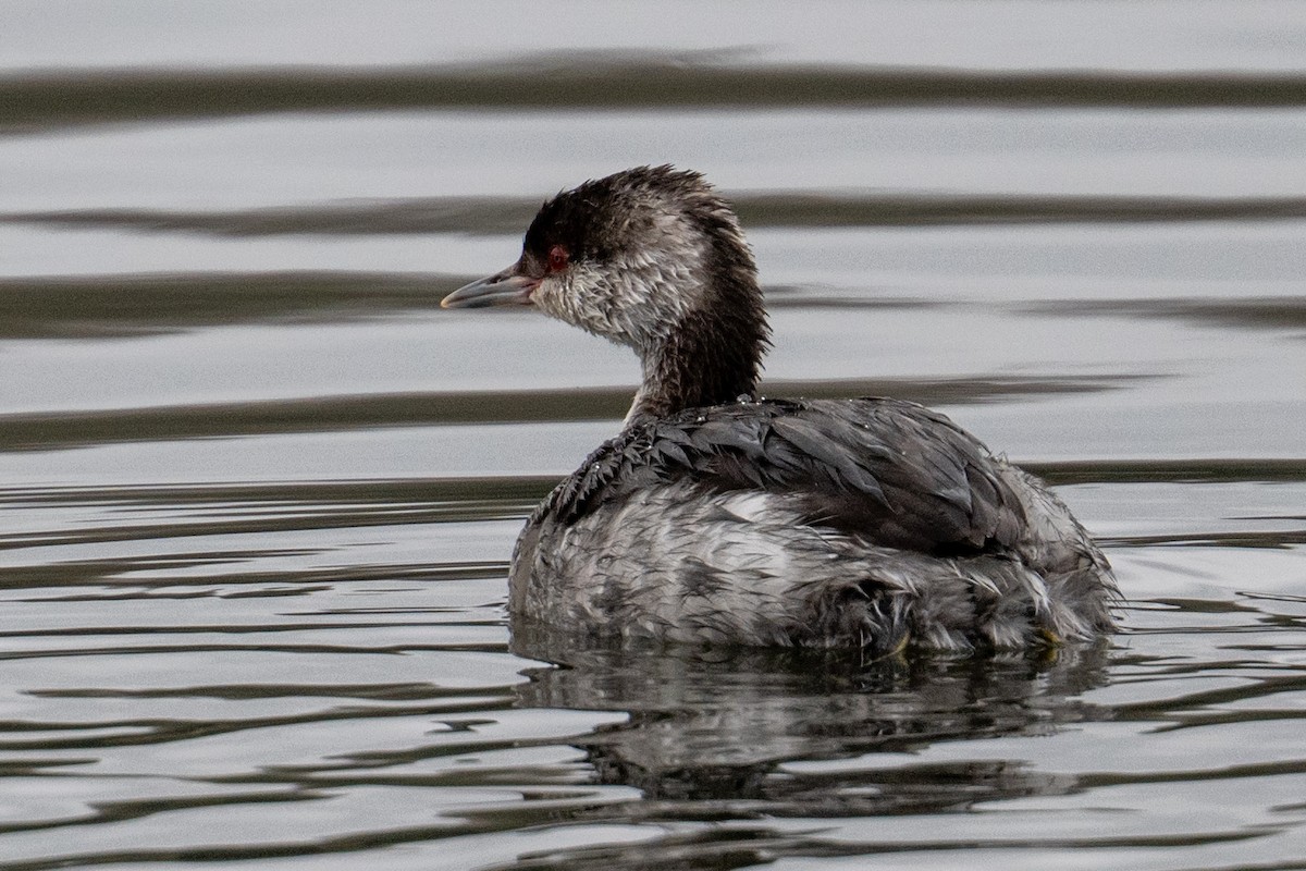Horned Grebe - ML646433910