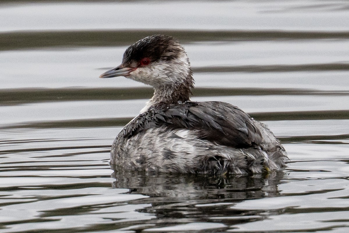 Horned Grebe - ML646433911