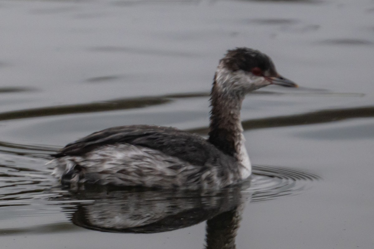 Horned Grebe - ML646433912