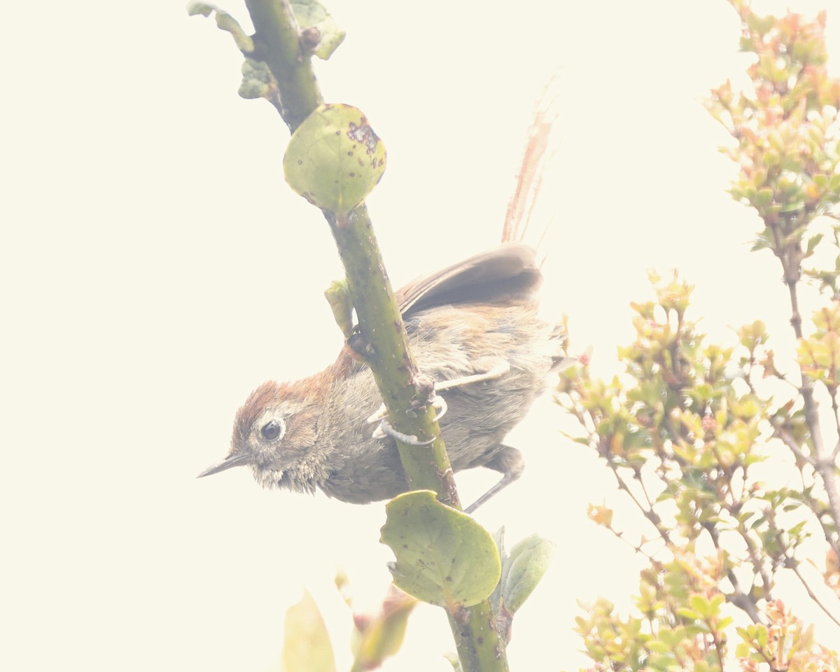 White-chinned Thistletail - ML646433915