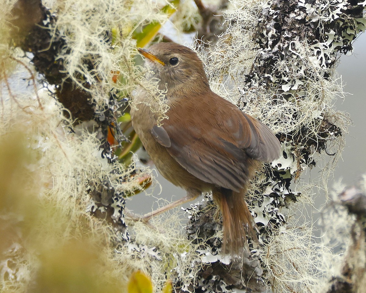White-chinned Thistletail - ML646433916