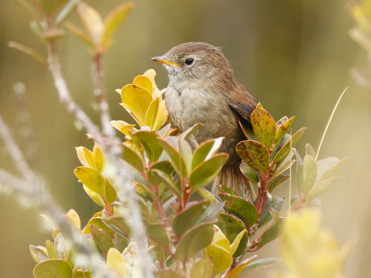 White-chinned Thistletail - ML646433917