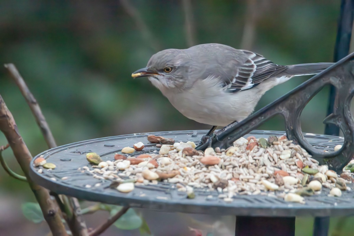 Northern Mockingbird - ML646433918