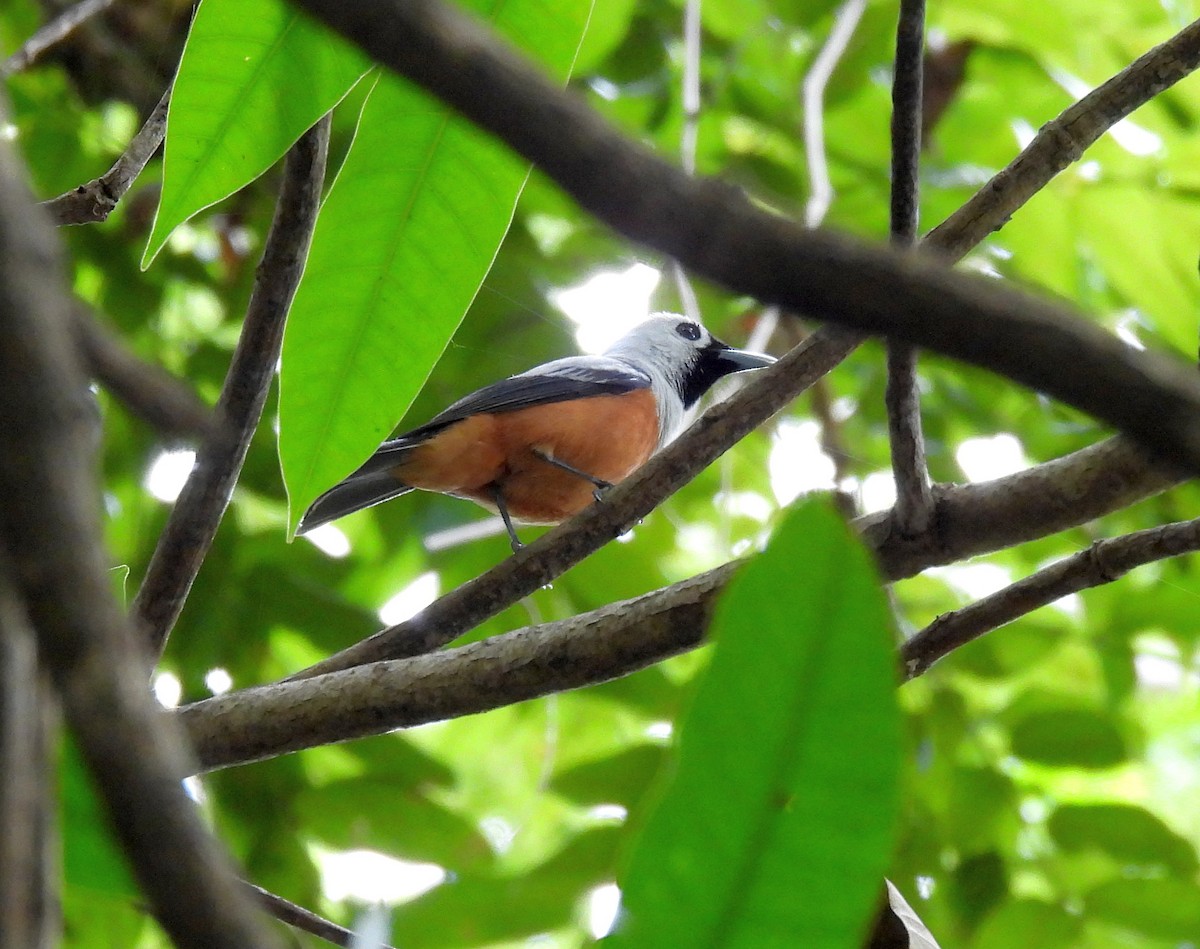 Schwarzflügelmonarch - ML646433919