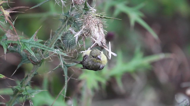 Lesser Goldfinch - ML646433921