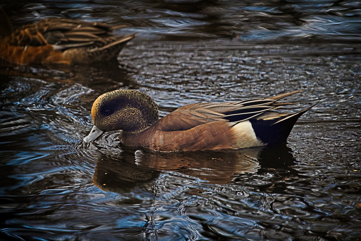 hvízdák americký - ML646433922