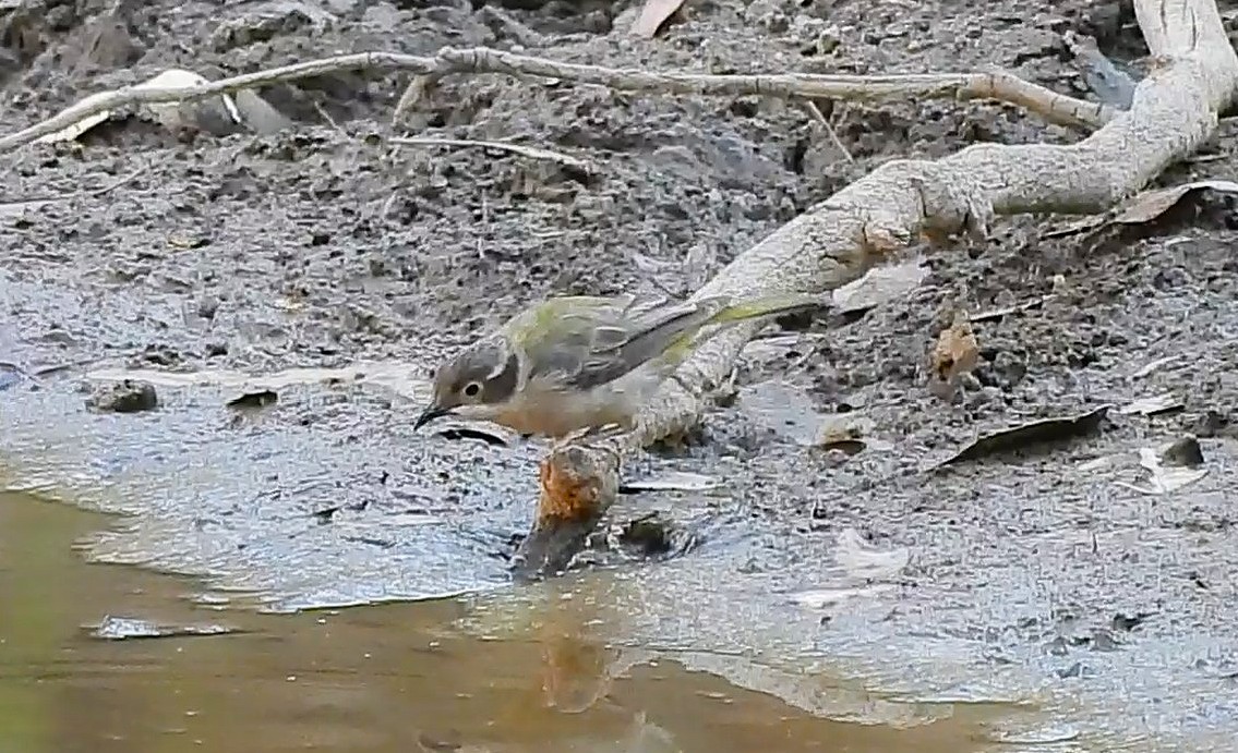 Brown-headed Honeyeater - ML646433925