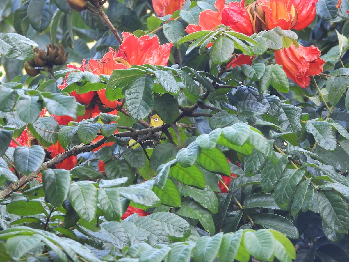 Zostérops de Swinhoe - ML646433927