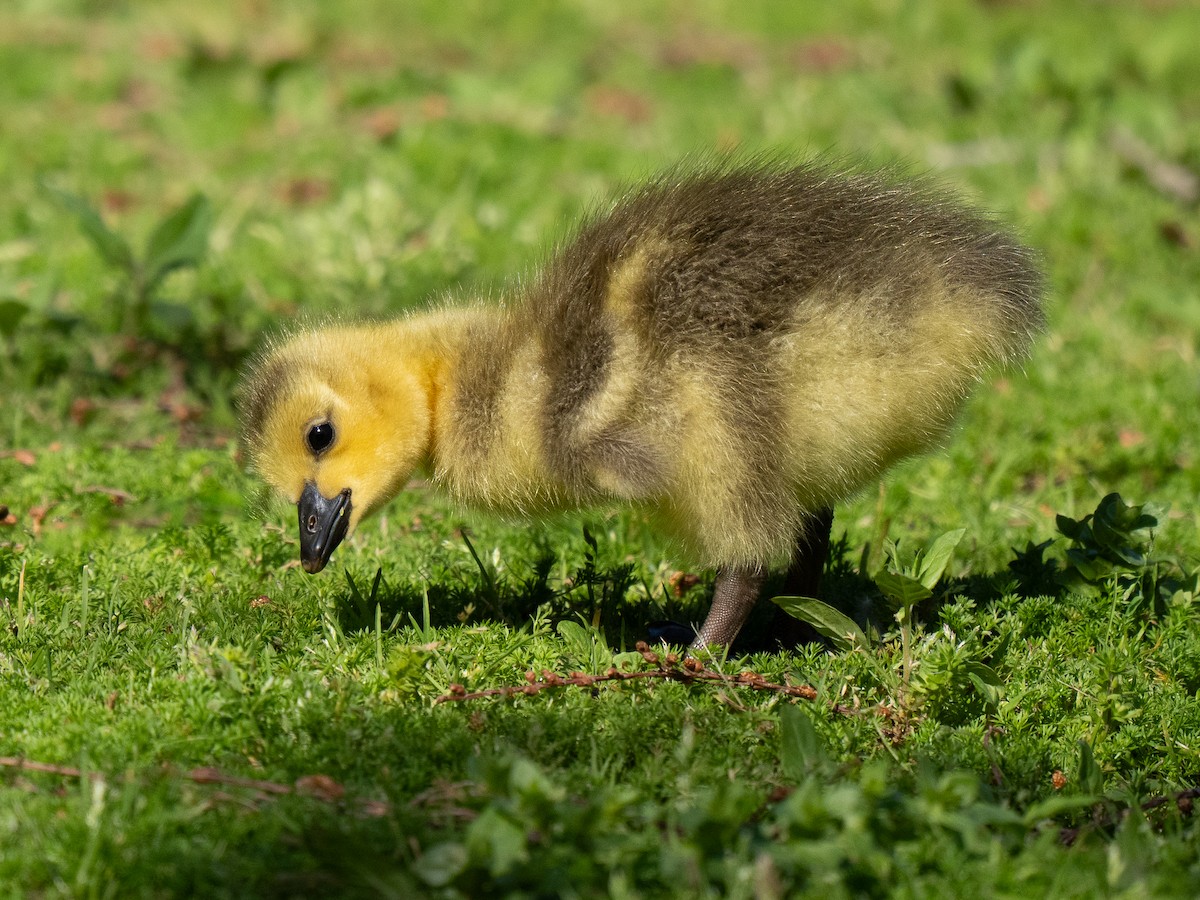Canada Goose - ML646433928
