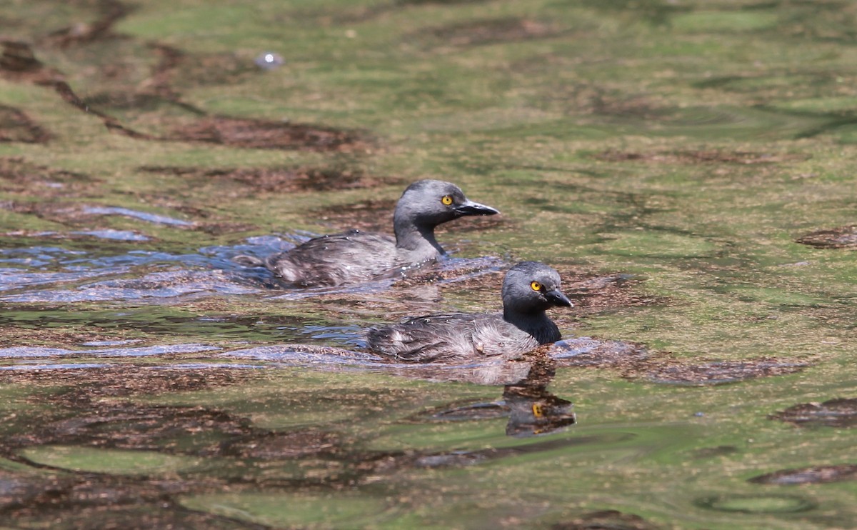 Least Grebe - ML646433930