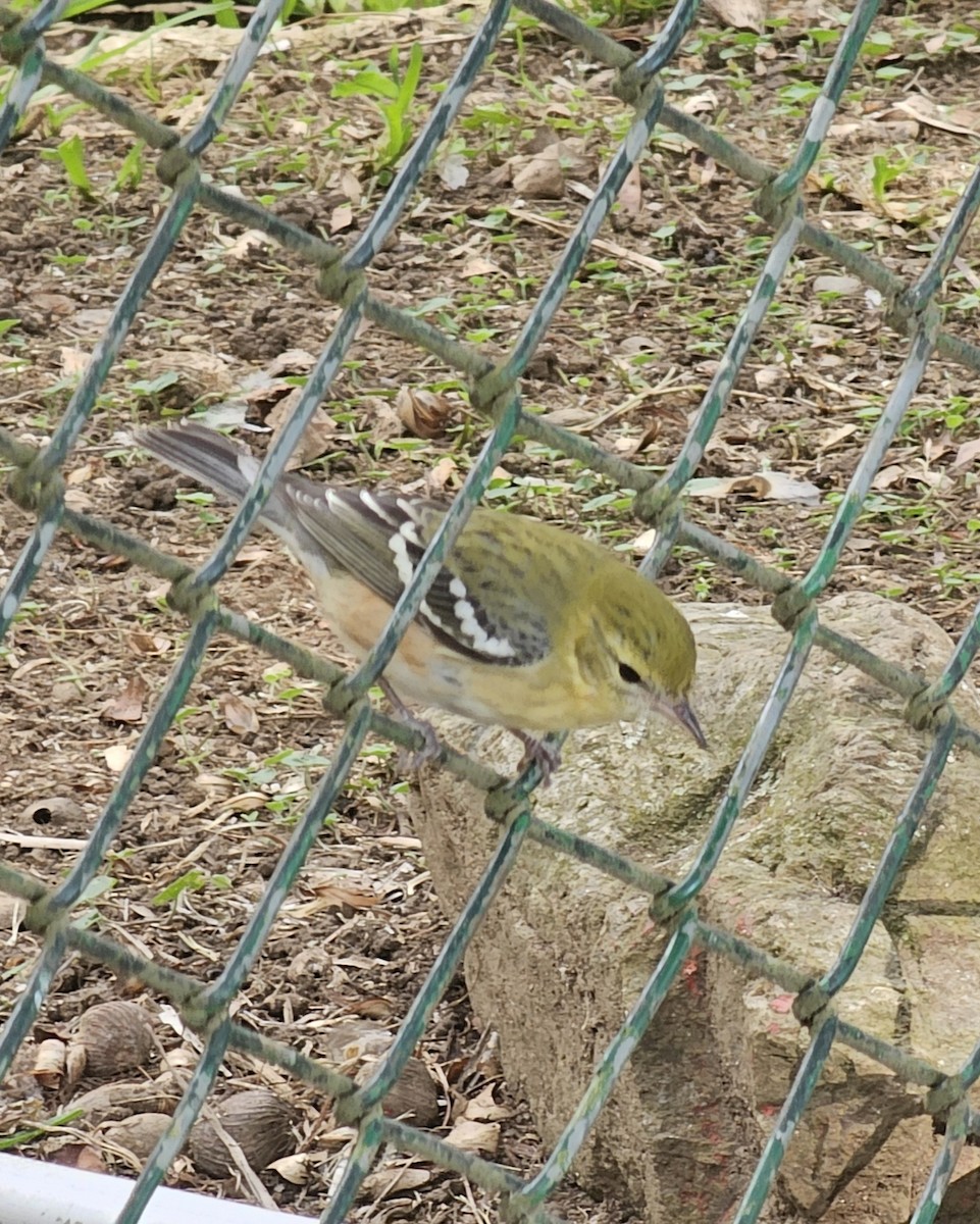 Bay-breasted Warbler - ML646433932