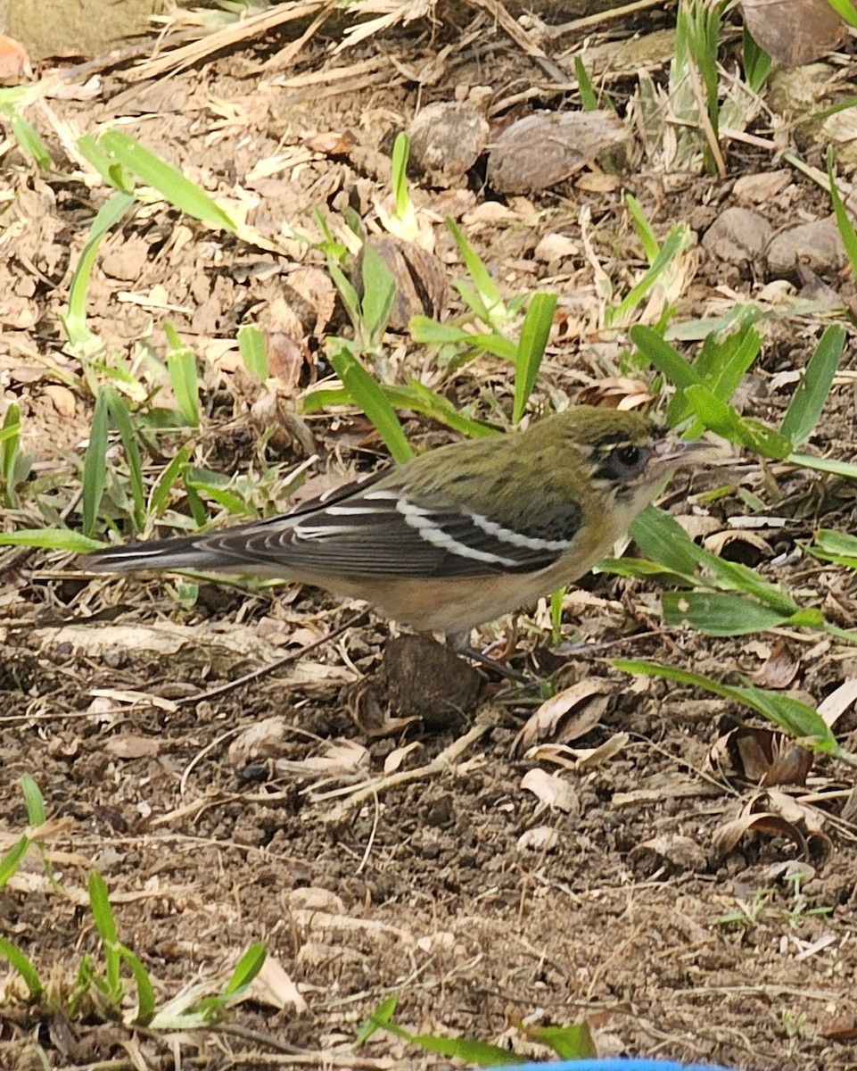 Bay-breasted Warbler - ML646433933