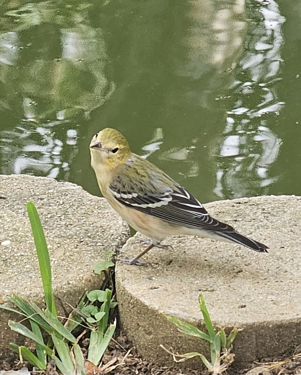 Bay-breasted Warbler - ML646433934