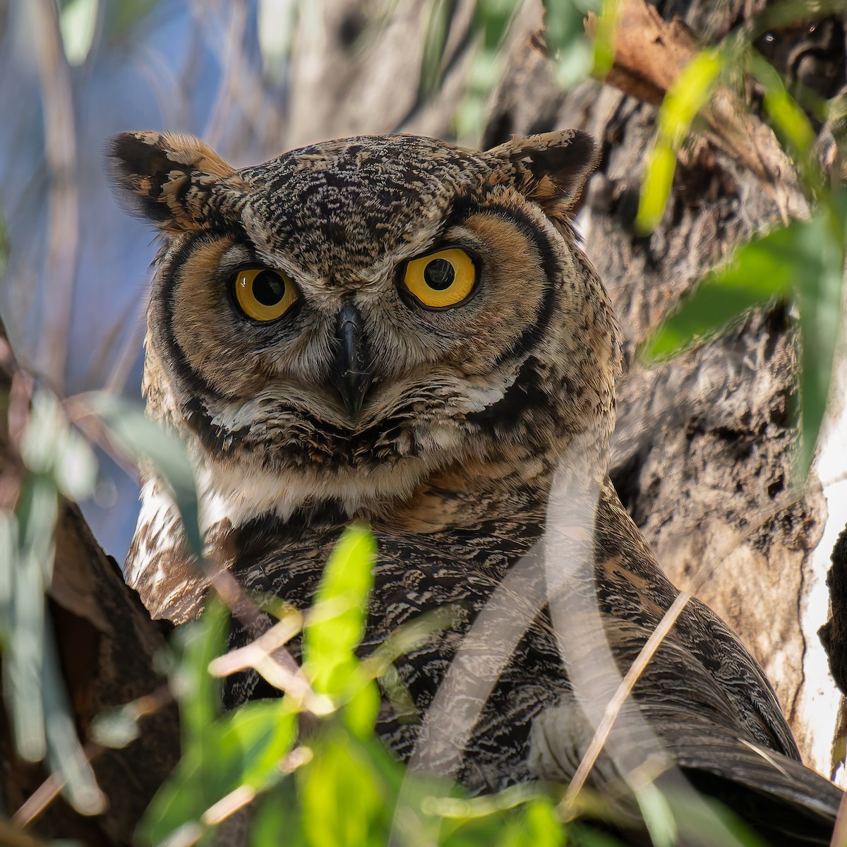 Great Horned Owl - ML646433947